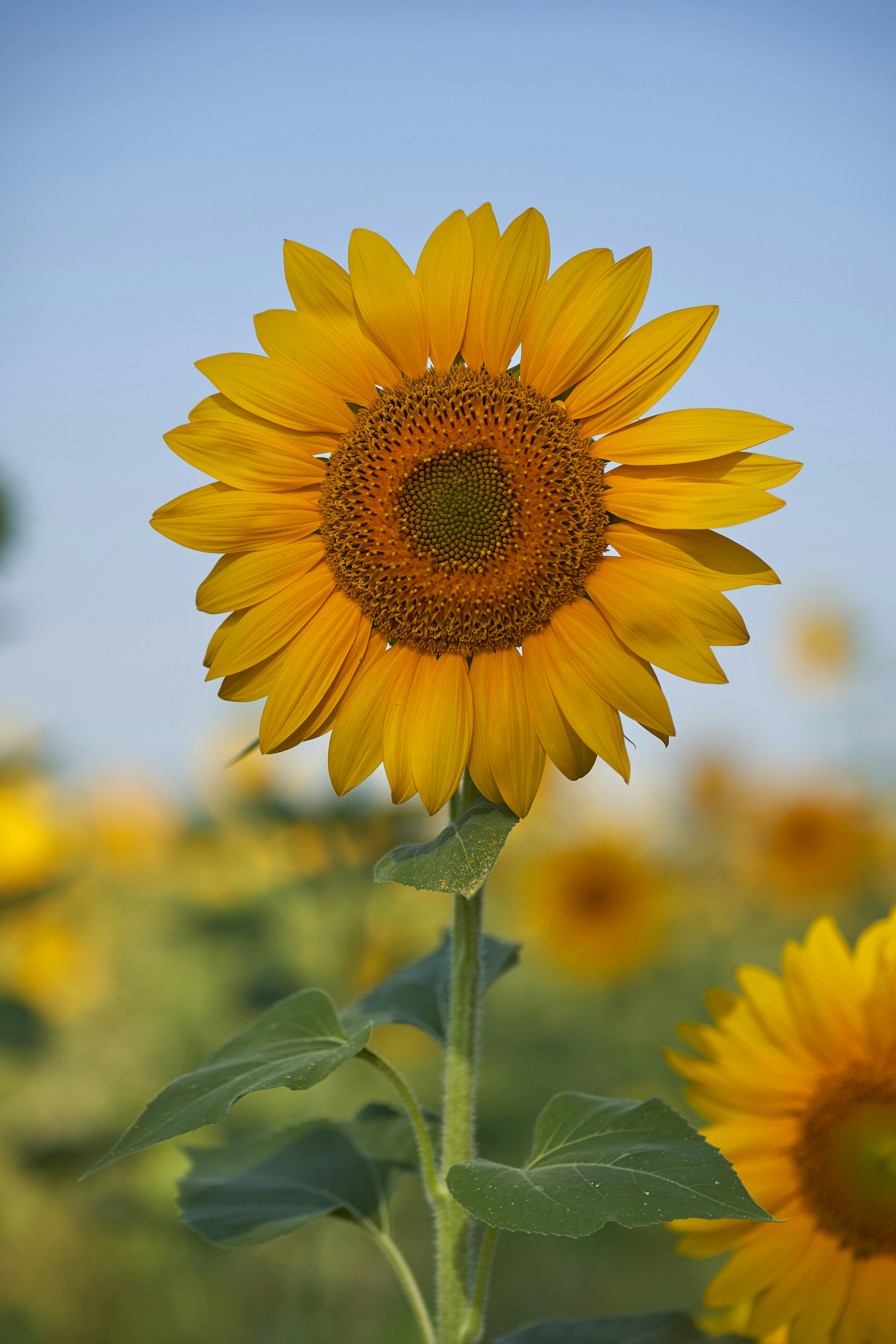 A sunflower in golden light